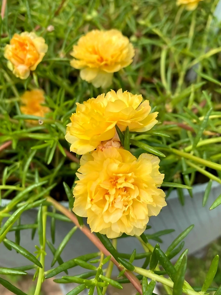 Yellow Moss Rose Seeds - 100 Portulaca Grandiflora Flower Seeds for Sun Gardens - Image 11