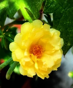 Yellow Moss Rose Seeds - 100 Portulaca Grandiflora Flower Seeds for Sun Gardens - Image 2