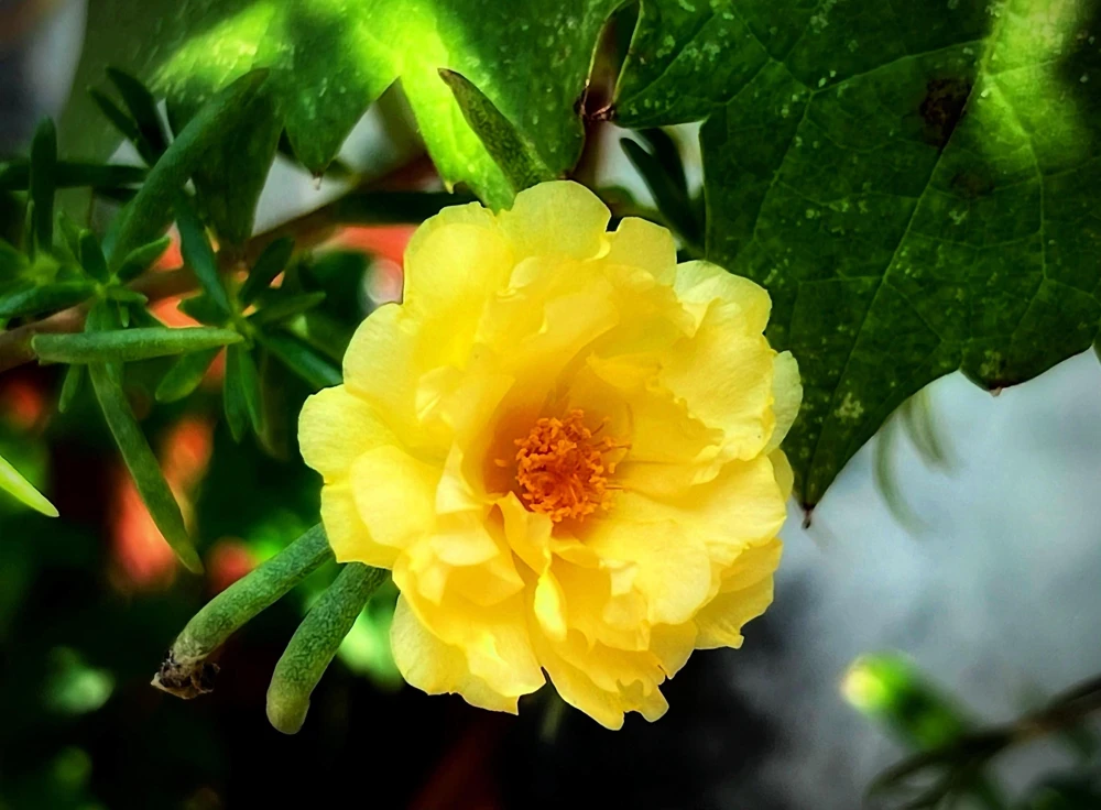 Yellow Moss Rose Seeds - 100 Portulaca Grandiflora Flower Seeds for Sun Gardens - Image 2