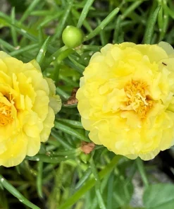 Yellow Moss Rose Seeds - 100 Portulaca Grandiflora Flower Seeds for Sun Gardens - Image 3