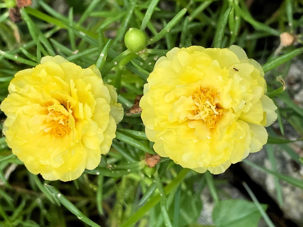 Yellow Moss Rose Seeds - 100 Portulaca Grandiflora Flower Seeds for Sun Gardens - Image 3