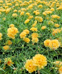 Yellow Moss Rose Seeds - 100 Portulaca Grandiflora Flower Seeds for Sun Gardens - Image 4