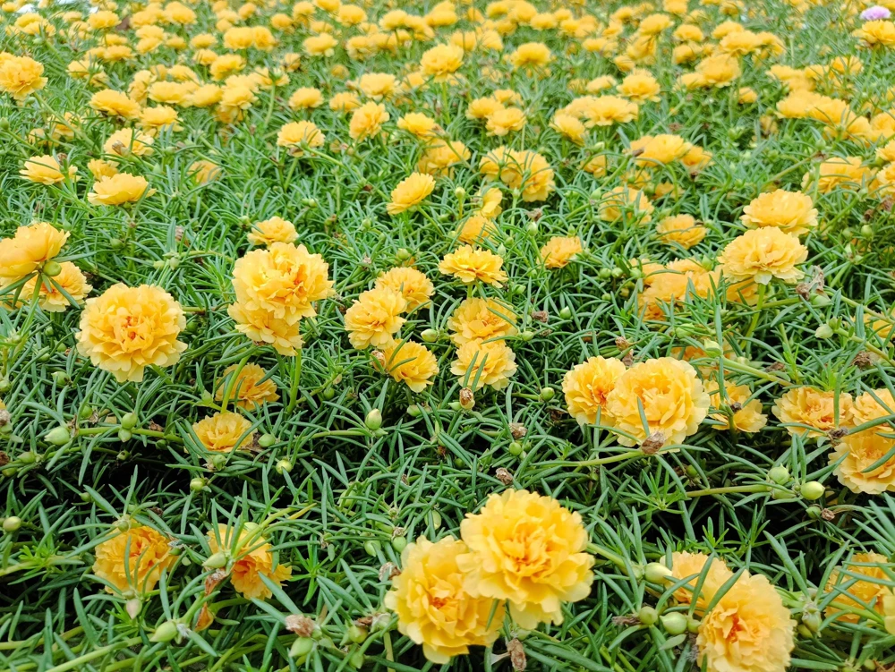 Yellow Moss Rose Seeds - 100 Portulaca Grandiflora Flower Seeds for Sun Gardens - Image 4
