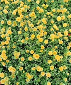 Yellow Moss Rose Seeds - 100 Portulaca Grandiflora Flower Seeds for Sun Gardens - Image 5