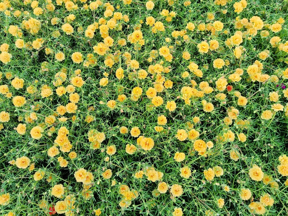 Yellow Moss Rose Seeds - 100 Portulaca Grandiflora Flower Seeds for Sun Gardens - Image 5