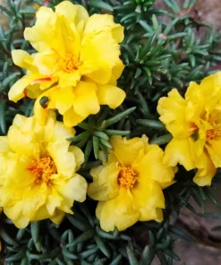 Yellow Moss Rose Seeds - 100 Portulaca Grandiflora Flower Seeds for Sun Gardens - Image 6