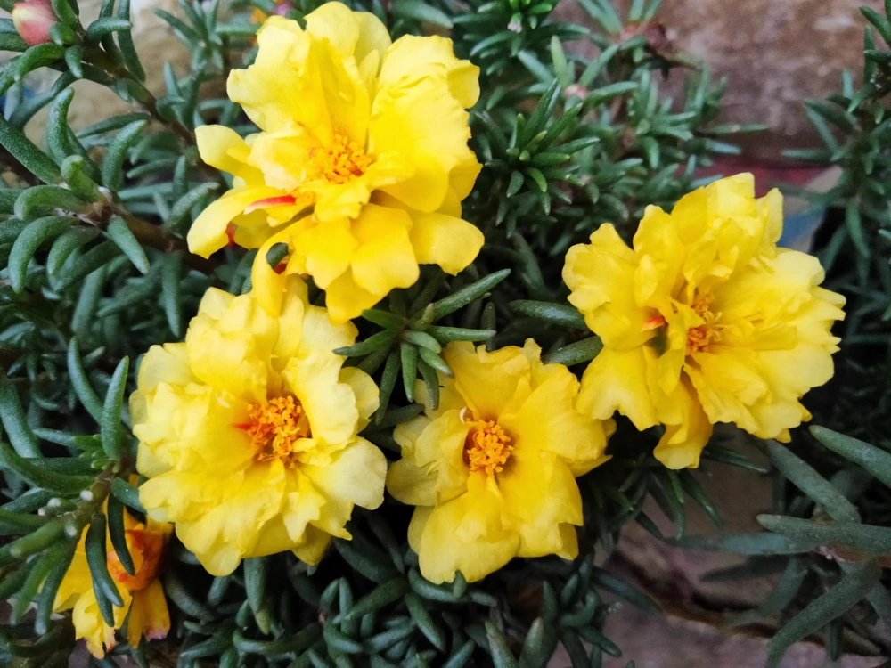 Yellow Moss Rose Seeds - 100 Portulaca Grandiflora Flower Seeds for Sun Gardens - Image 6