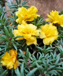 Yellow Moss Rose Seeds - 100 Portulaca Grandiflora Flower Seeds for Sun Gardens - Image 7