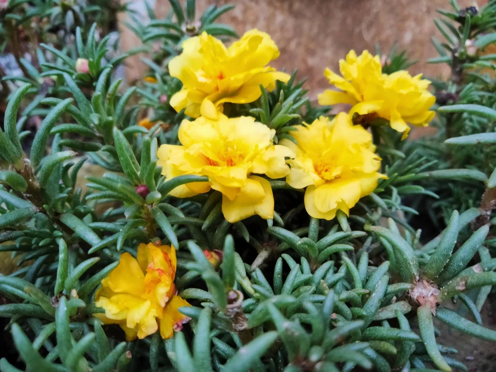 Yellow Moss Rose Seeds - 100 Portulaca Grandiflora Flower Seeds for Sun Gardens - Image 7
