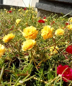 Yellow Moss Rose Seeds - 100 Portulaca Grandiflora Flower Seeds for Sun Gardens - Image 8