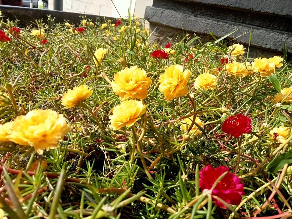 Yellow Moss Rose Seeds - 100 Portulaca Grandiflora Flower Seeds for Sun Gardens - Image 8