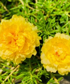 Yellow Moss Rose Seeds - 100 Portulaca Grandiflora Flower Seeds for Sun Gardens - Image 9
