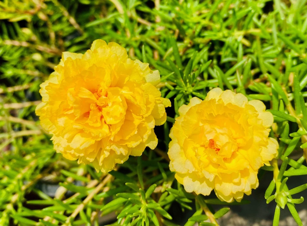 Yellow Moss Rose Seeds - 100 Portulaca Grandiflora Flower Seeds for Sun Gardens - Image 9