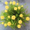 Yellow Moss Rose Seeds - 100 Portulaca Grandiflora Flower Seeds for Sun Gardens - Image 1