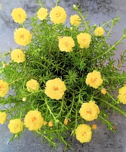 Yellow Moss Rose Seeds - 100 Portulaca Grandiflora Flower Seeds for Sun Gardens - Image 1