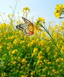 Yellow Mustard Seeds - Brassica Juncea Vegetable Herb - 1000 Seeds - Image 2