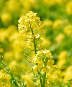 Yellow Mustard Seeds - Brassica Juncea Vegetable Herb - 1000 Seeds - Image 3