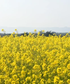 Yellow Mustard Seeds - Brassica Juncea Vegetable Herb - 1000 Seeds - Image 4