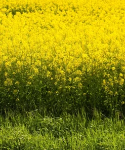 Yellow Mustard Seeds - Brassica Juncea Vegetable Herb - 1000 Seeds - Image 5