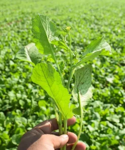 Yellow Mustard Seeds - Brassica Juncea Vegetable Herb - 1000 Seeds - Image 6