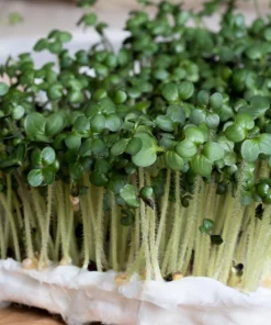 Yellow Mustard Seeds - Brassica Juncea Vegetable Herb - 1000 Seeds - Image 7