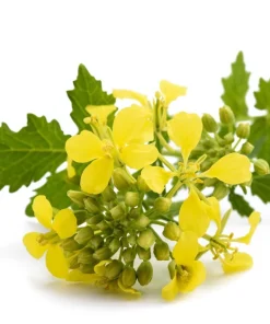 Yellow Mustard Seeds - Brassica Juncea Vegetable Herb - 1000 Seeds - Image 8