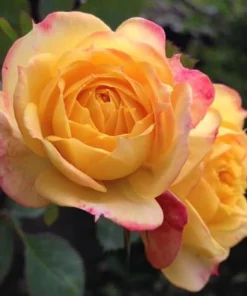 Yellow Orange Rose Plant Live, Vibrant Blooming Outdoor Rose, 4-6 Inch Tall - Image 2