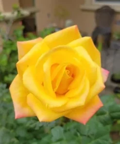 Yellow Orange Rose Plant Live, Vibrant Blooming Outdoor Rose, 4-6 Inch Tall - Image 3