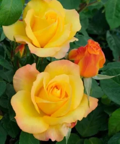 Yellow Orange Rose Plant Live, Vibrant Blooming Outdoor Rose, 4-6 Inch Tall - Image 4