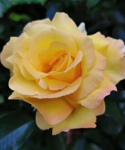 Yellow Orange Rose Plant Live, Vibrant Blooming Outdoor Rose, 4-6 Inch Tall - Image 5