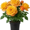 Yellow Orange Rose Plant Live, Vibrant Blooming Outdoor Rose, 4-6 Inch Tall - Image 1