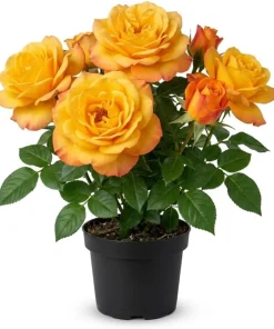 Yellow Orange Rose Plant Live, Vibrant Blooming Outdoor Rose, 4-6 Inch Tall - Image 1