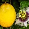 Yellow Passion Fruit Seeds - 10 Count, Passiflora Edulis Flavicarpa - Image 1