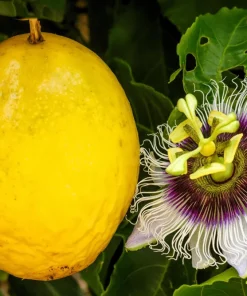 Yellow Passion Fruit Seeds - 10 Count, Passiflora Edulis Flavicarpa - Image 1