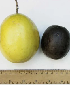 Yellow Passion Fruit Seeds - 10 Count, Passiflora Edulis Flavicarpa - Image 10