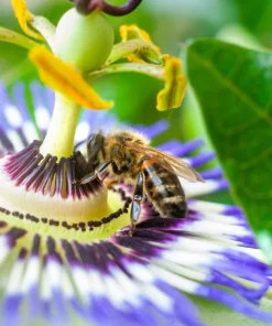 Yellow Passion Fruit Seeds - 10 Count, Passiflora Edulis Flavicarpa - Image 2