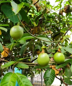 Yellow Passion Fruit Seeds - 10 Count, Passiflora Edulis Flavicarpa - Image 4