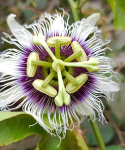 Yellow Passion Fruit Seeds - 10 Count, Passiflora Edulis Flavicarpa - Image 5