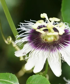 Yellow Passion Fruit Seeds - 10 Count, Passiflora Edulis Flavicarpa - Image 6