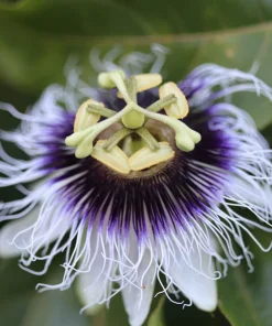 Yellow Passion Fruit Seeds - 10 Count, Passiflora Edulis Flavicarpa - Image 7