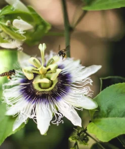 Yellow Passion Fruit Seeds - 10 Count, Passiflora Edulis Flavicarpa - Image 9
