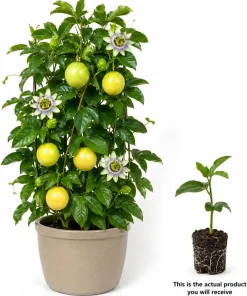 Yellow Passionfruit Live Plant, 4-7 Inch Starter Vine for Outdoor Garden - Image 3