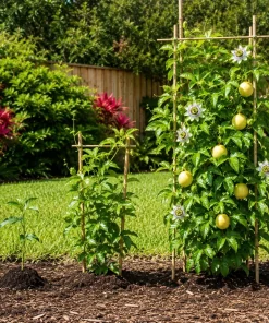 Yellow Passionfruit Live Plant, 4-7 Inch Starter Vine for Outdoor Garden - Image 4