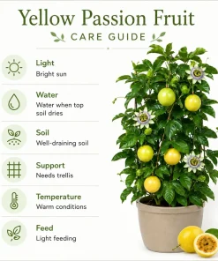 Yellow Passionfruit Live Plant, 4-7 Inch Starter Vine for Outdoor Garden - Image 5
