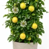 Yellow Passionfruit Live Plant, 4-7 Inch Starter Vine for Outdoor Garden - Image 1
