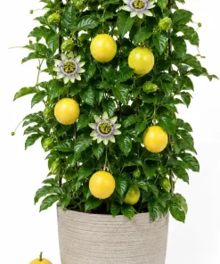 Yellow Passionfruit Live Plant, 4-7 Inch Starter Vine for Outdoor Garden - Image 1