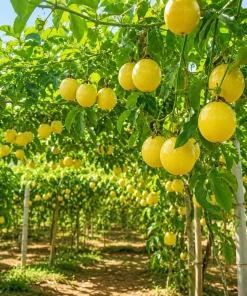 Yellow Passionfruit Plant Live - Sweet Fruit Vine for Home Garden, 4-8 Inch Tall - Image 3