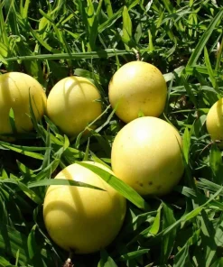 Yellow Passionfruit Plant Live - Sweet Fruit Vine for Home Garden, 4-8 Inch Tall - Image 5