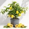 Yellow Passionfruit Plant Live - Sweet Fruit Vine for Home Garden, 4-8 Inch Tall - Image 1