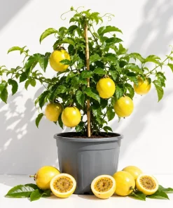 Yellow Passionfruit Plant Live - Sweet Fruit Vine for Home Garden, 4-8 Inch Tall - Image 1